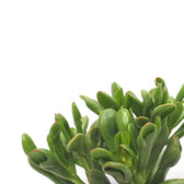 Nahaufnahme eines Blatts von Crassula ovata 'Horn Tree' vor weißem Hintergrund.