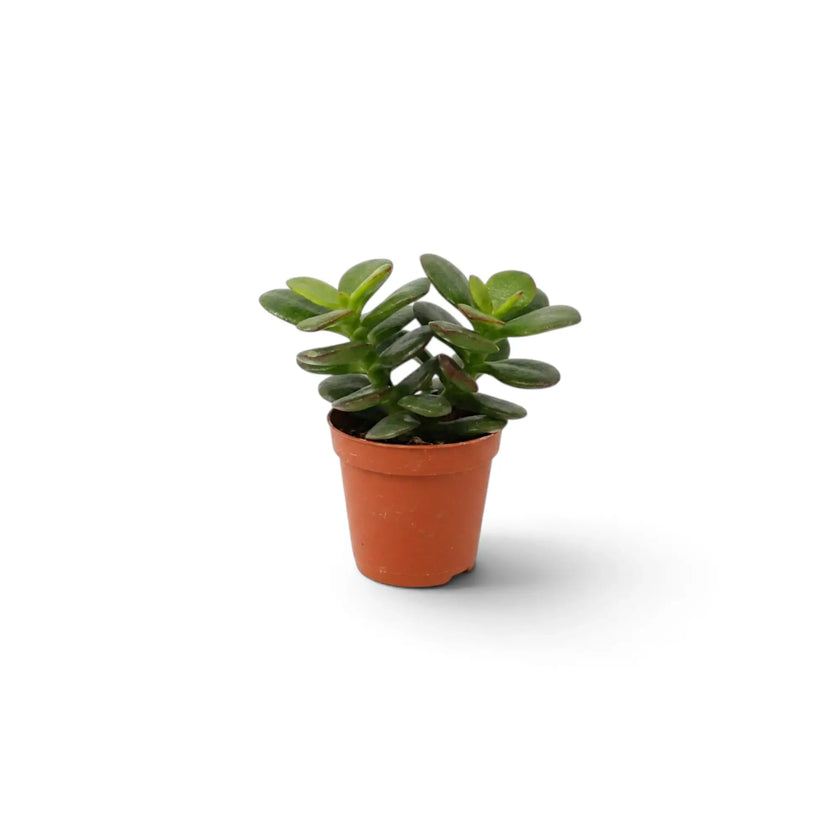 Baby Crassula ovata 'Minor' with small rounded fleshy leaves on branching green stems