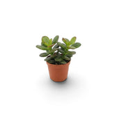 Baby Crassula ovata 'Minor' in a nursery pot with a compact form and glossy oval leaves