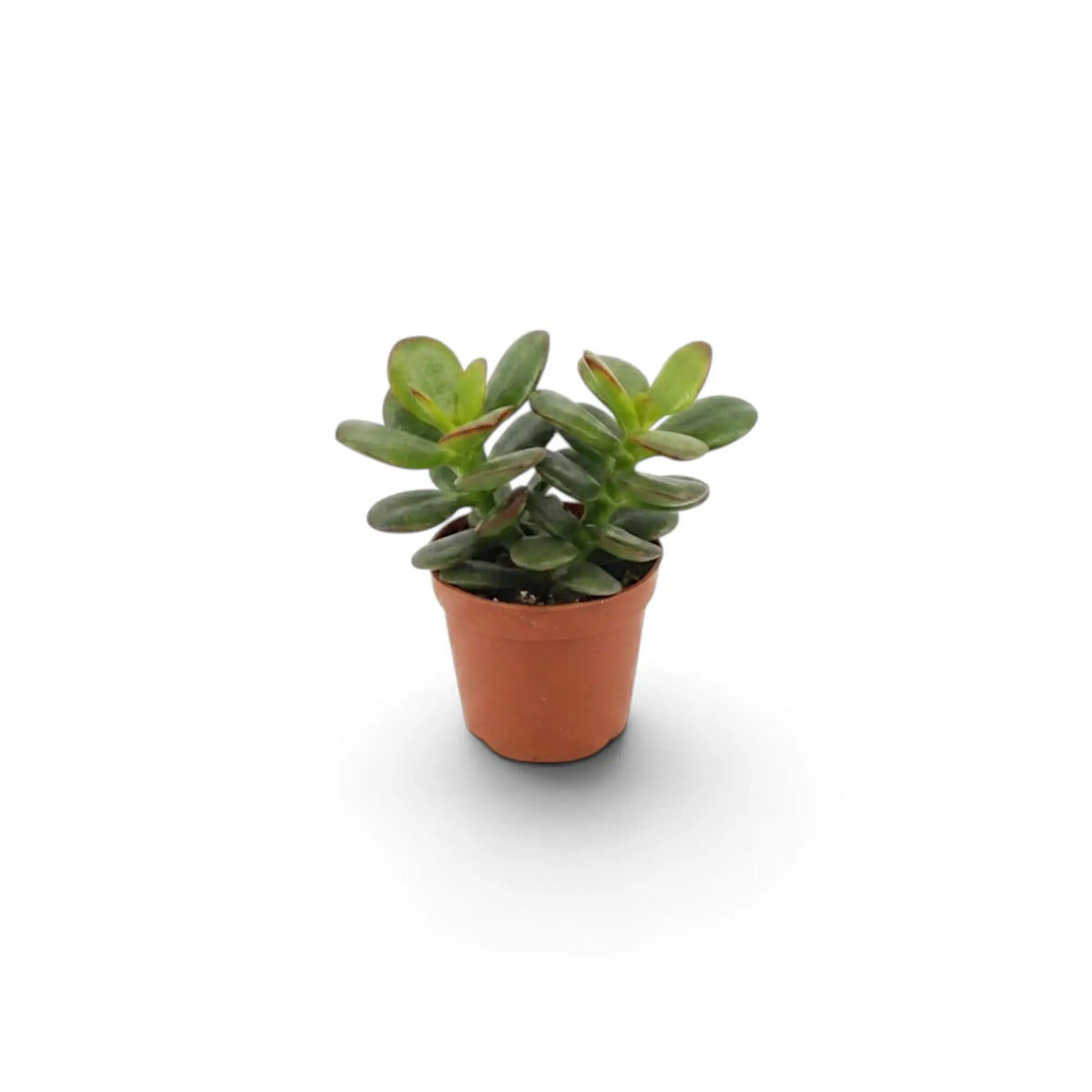 Baby Crassula ovata 'Minor' in a nursery pot with a compact form and glossy oval leaves