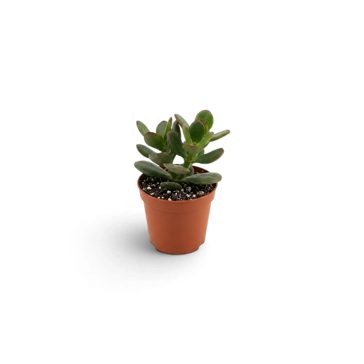 Baby Crassula ovata 'Minor' in a nursery pot with fleshy green leaf pairs along young branching stems