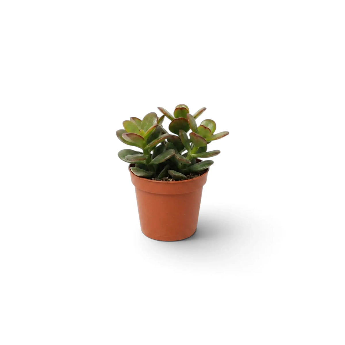 Full view of baby Crassula ovata 'Minor' with a dense crown of small glossy leaves