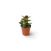 Baby Crassula ovata 'Minor' with compact branching growth and rounded green leaves