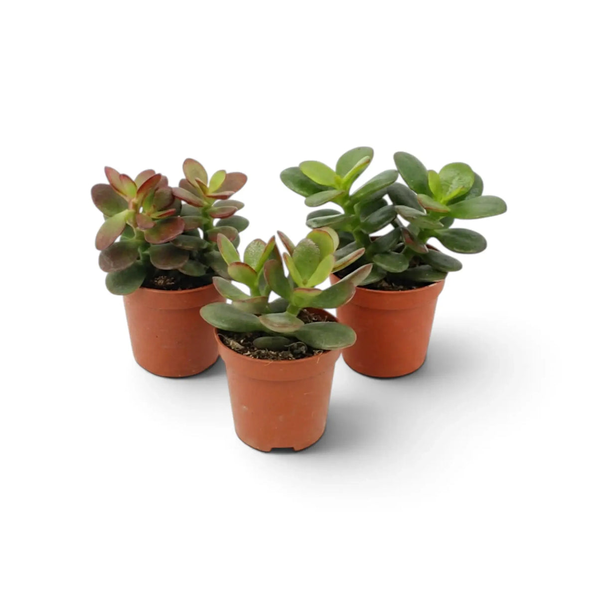 Full view of baby Crassula ovata 'Minor' with small rounded fleshy leaves on branching green stems