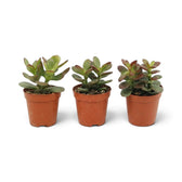 Baby Crassula ovata 'Minor' with a compact form and glossy oval leaves