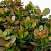 Close-up of Crassula ovata 'Minor' with small glossy fleshy leaves arranged in opposite pairs