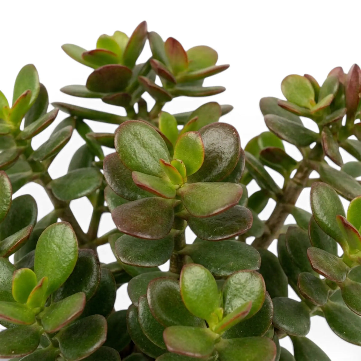 Leaf detail of Crassula ovata 'Minor' with rounded leaves edged by fine reddish margins