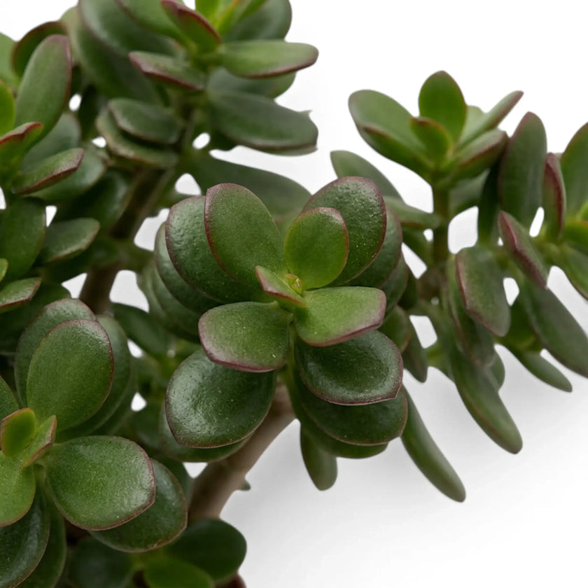 Crassula ovata 'Minor' foliage detail with small fleshy leaves on branching green stems