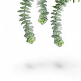 Crassula rupestris subsp. marnieriana 'Hottentot' leaf detail on white background.