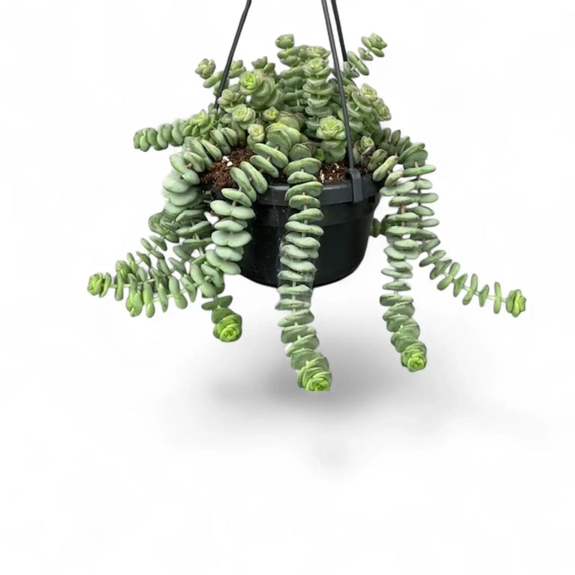 Crassula rupestris subsp. marnieriana 'Hottentot' potted plant in nursery pot on white background.