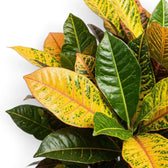 Croton 'Mrs. Iceton' foliage with green, yellow-orange and burgundy variegation