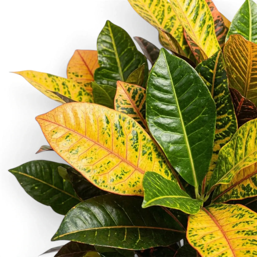 Croton 'Mrs. Iceton' foliage with green, yellow-orange and burgundy variegation