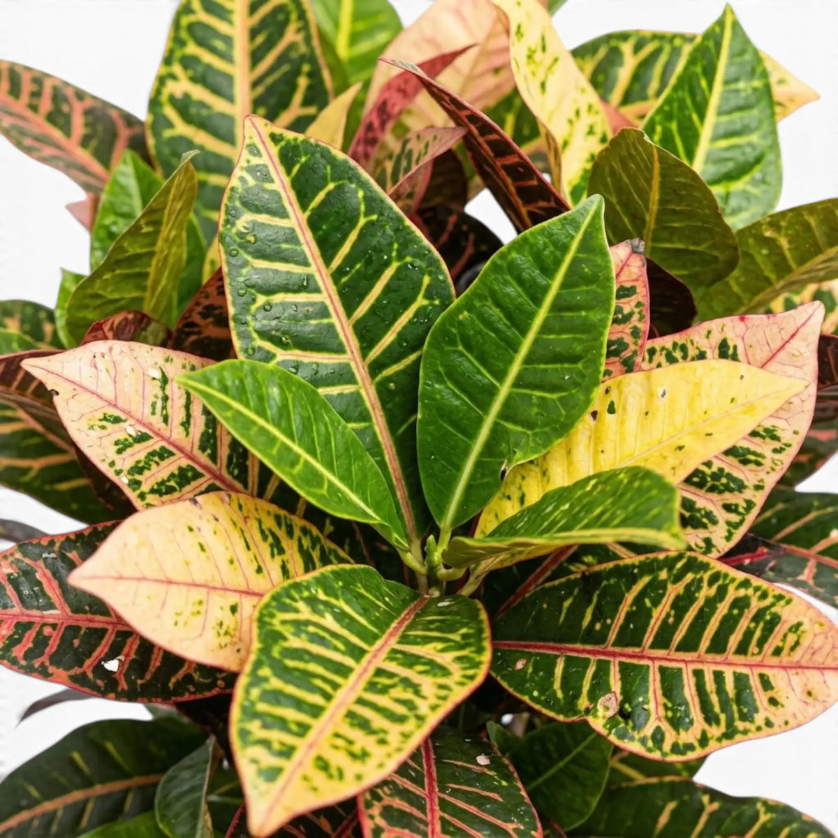 Croton 'Mrs. Iceton' foliage close-up with broad mottled variegated leaves