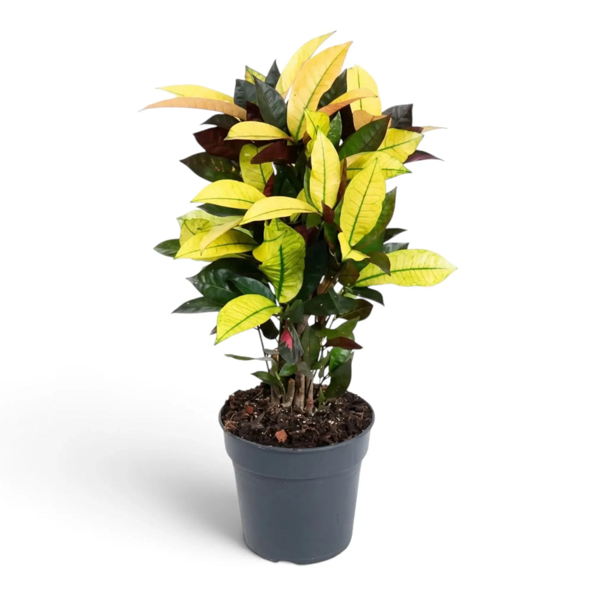 Potted Croton 'Mrs. Iceton' with broad variegated leaves