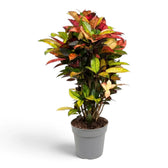 Croton 'Mrs. Iceton' with dense broad variegated foliage