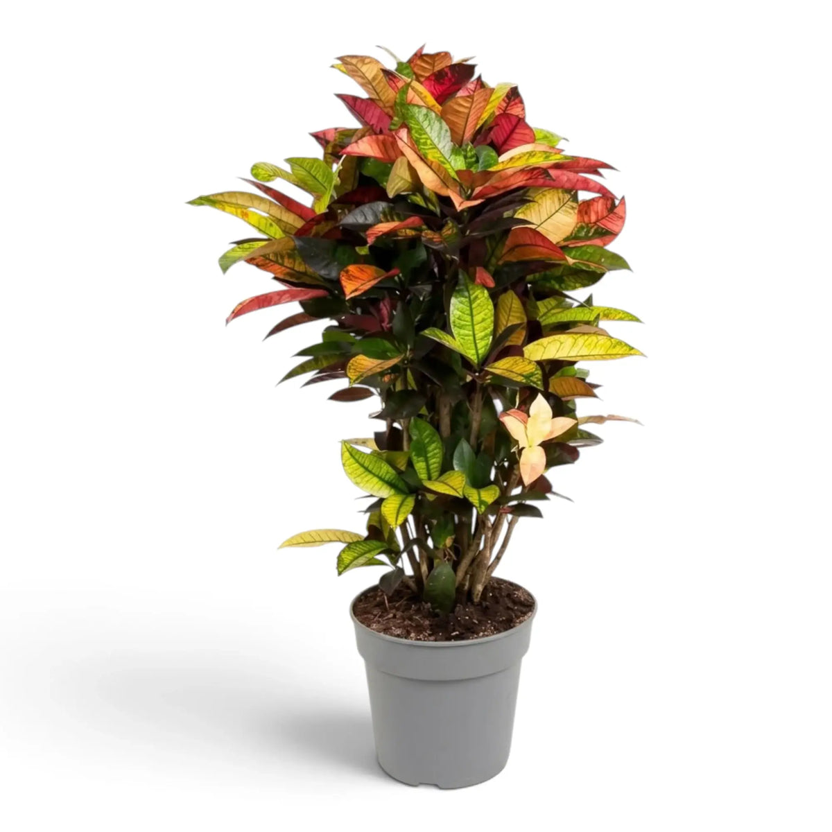 Croton 'Mrs. Iceton' with dense broad variegated foliage