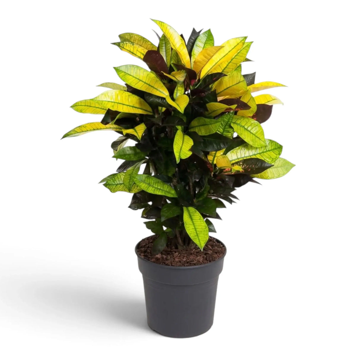 Potted Croton 'Mrs. Iceton' with upright stems and broad variegated leaves