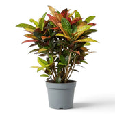 Croton 'Mrs. Iceton' with broad variegated foliage