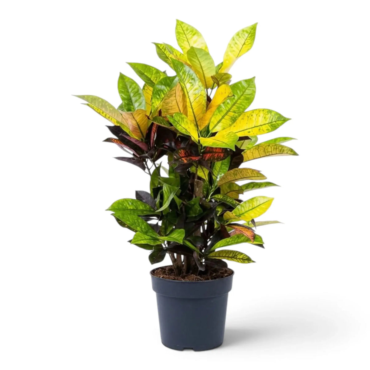 Potted Croton 'Mrs. Iceton' with dense broad variegated leaves