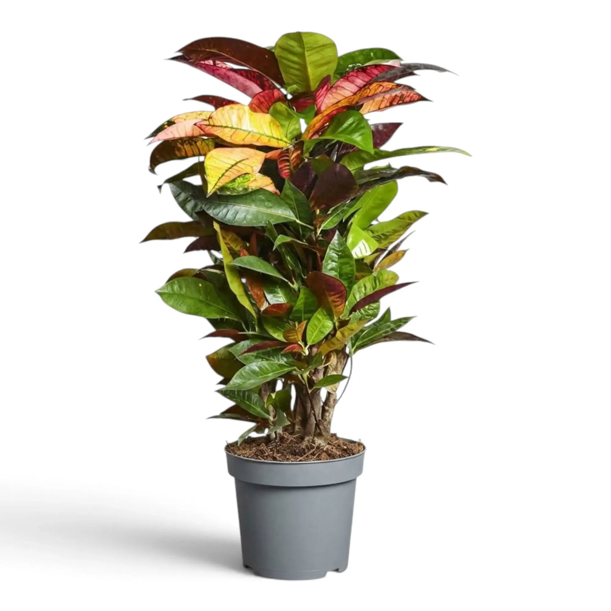 Croton 'Mrs. Iceton' with broad variegated leaves
