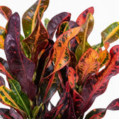 Blattdetail von Codiaeum variegatum ‘Mammi’ mit eingerollten Blattspreiten, gewellten Rändern und rot-grüner Färbung