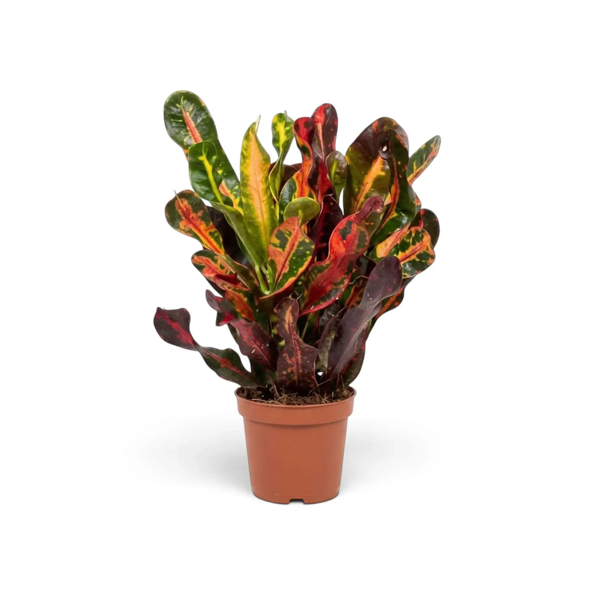 Codiaeum variegatum ‘Mammi’ im Kulturtopf mit eingerollten grünen, roten und violetten Blättern an aufrechten Trieben
