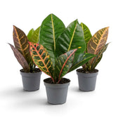 Three Baby Croton 'Petra' plants with glossy green leaves marked by yellow veins