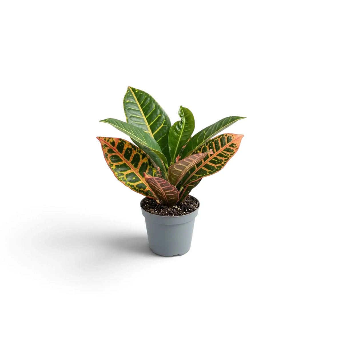 Baby Croton 'Petra' with green leaves marked in yellow, orange and red