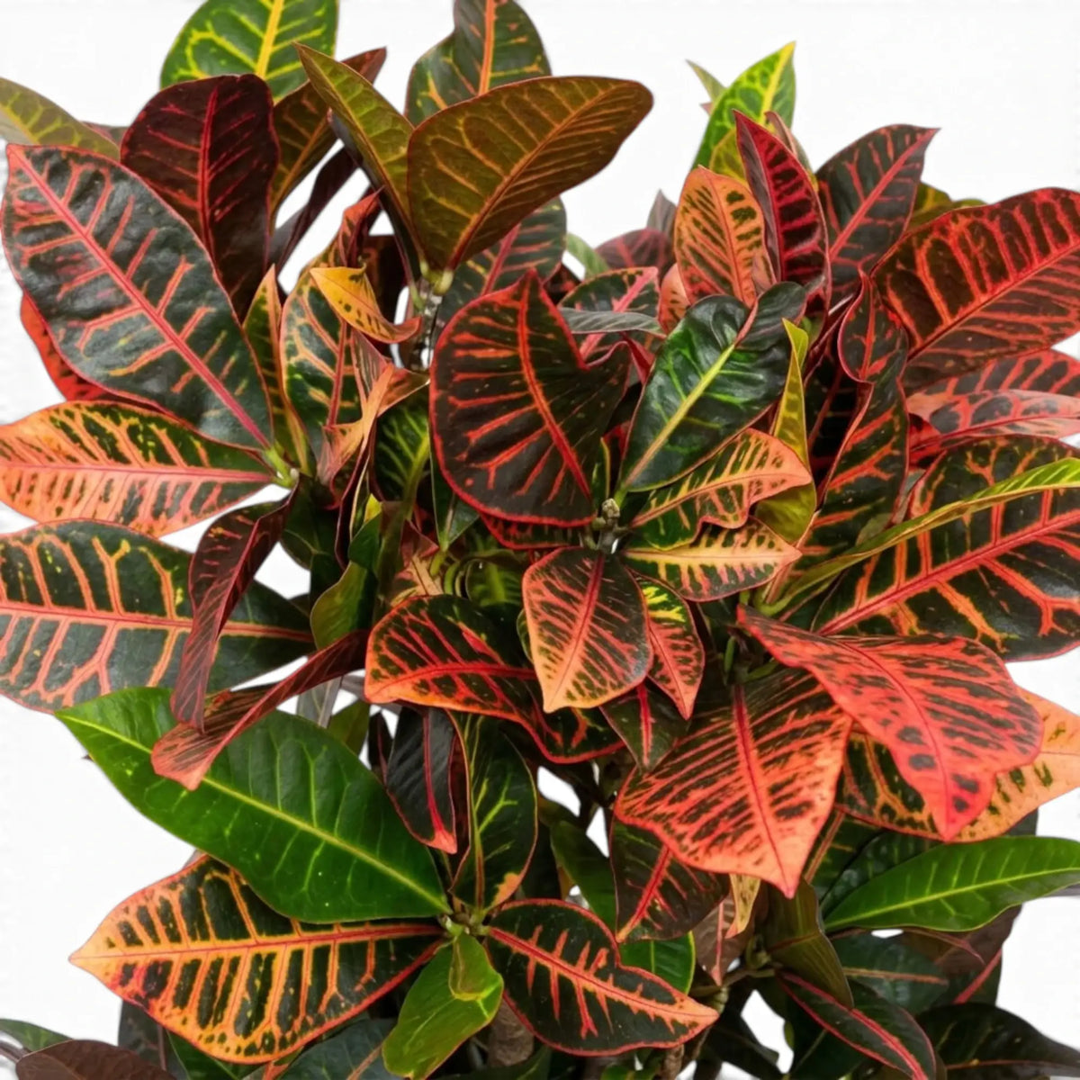 Croton 'Petra' foliage close-up with glossy green leaves and yellow, orange and red veining