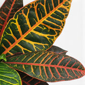 Croton 'Petra' leaves with mottled green colouring and yellow, orange and red veining