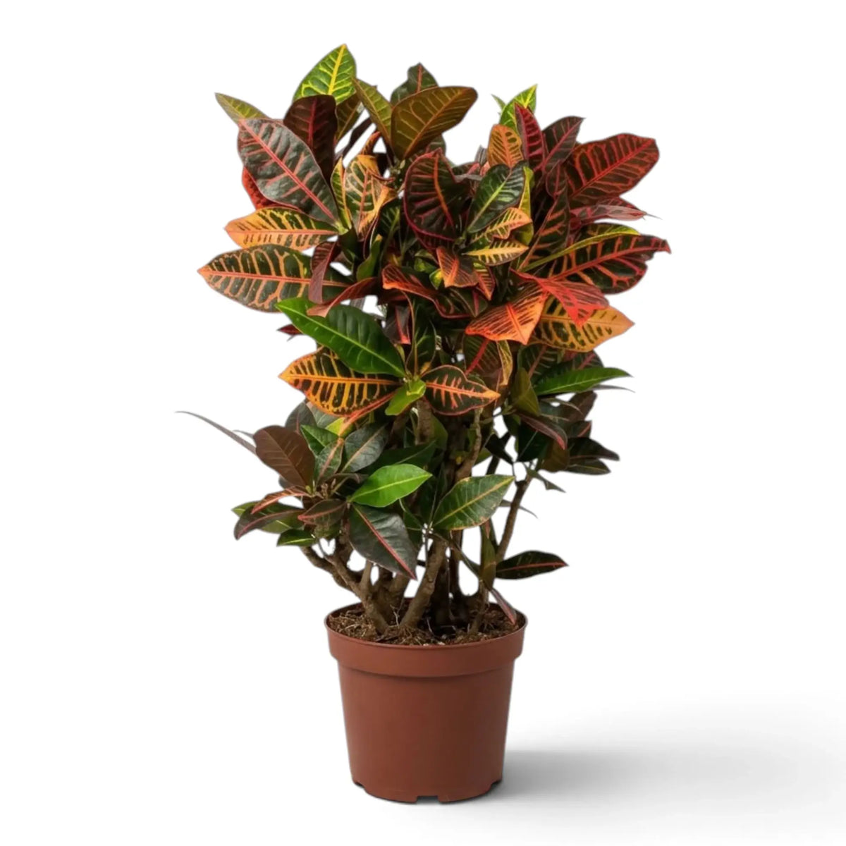 Potted Croton 'Petra' with dense glossy leaves in green, yellow, orange and red
