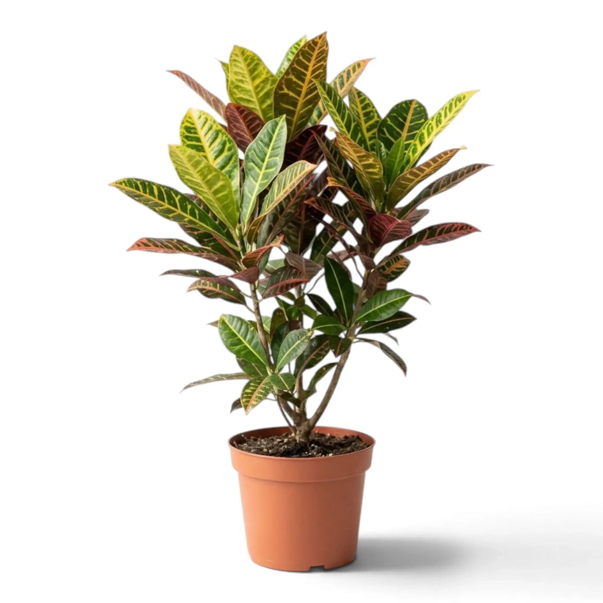 Croton 'Petra' with broad variegated leaves and yellow, orange and red veining