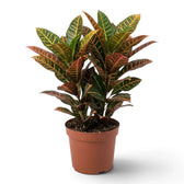 Croton 'Petra' with dense foliage in green, yellow, orange and red
