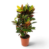 Potted Croton 'Petra' with upright stems and glossy green, yellow, orange and red leaves