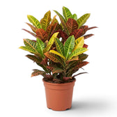 Croton 'Petra' with multicoloured foliage and yellow-to-red veining