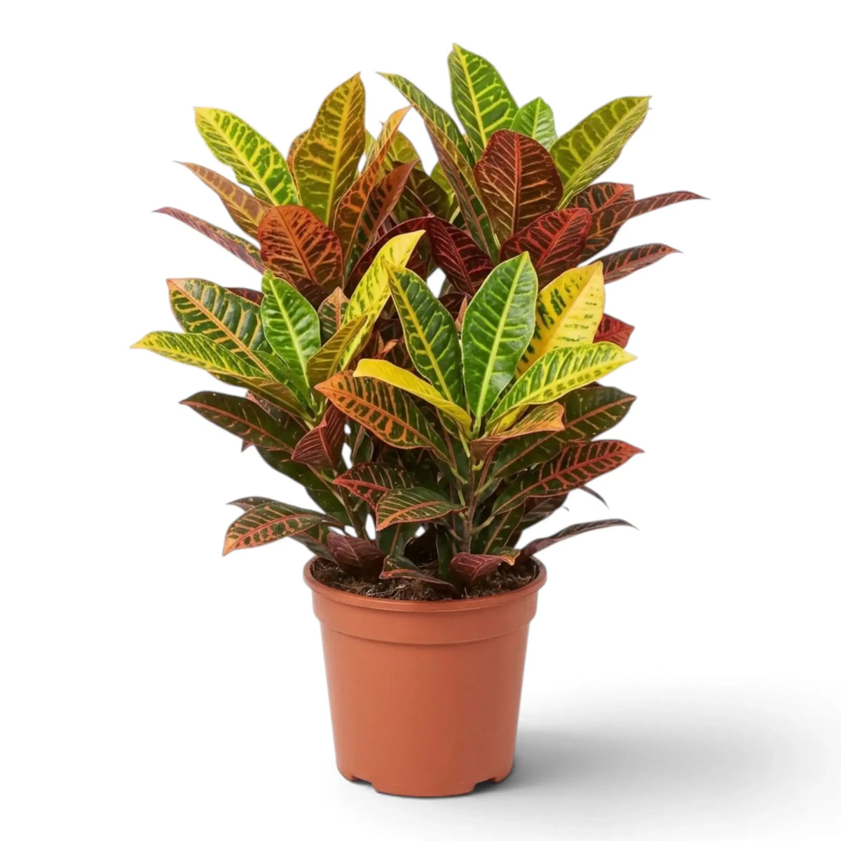 Croton 'Petra' with multicoloured foliage and yellow-to-red veining