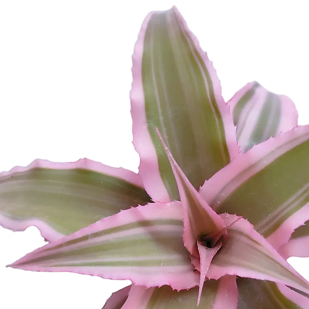 Cryptanthus bivittatus 'Pink Star' close-up of leaf on white background.