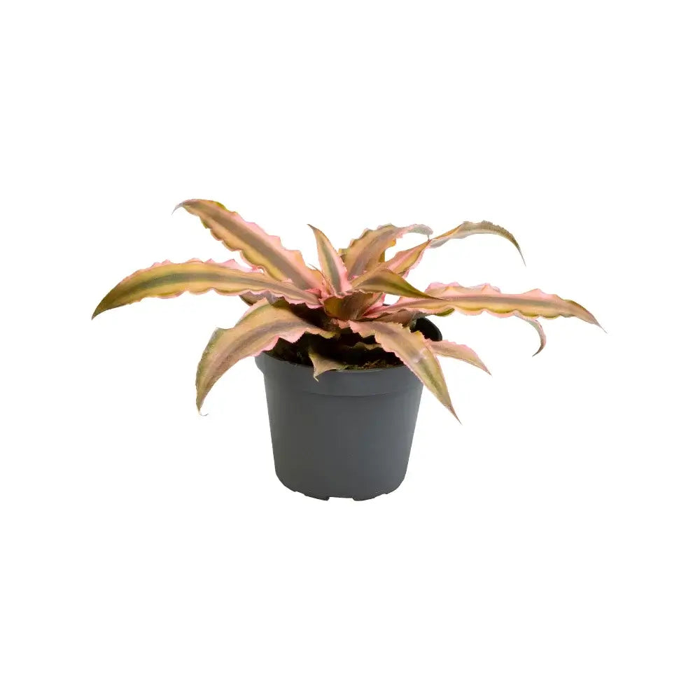 Cryptanthus bivittatus 'Pink Star' potted plant in nursery pot on white background.