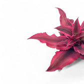 Cryptanthus bivittatus 'Super Pink' close-up of leaf on white background.