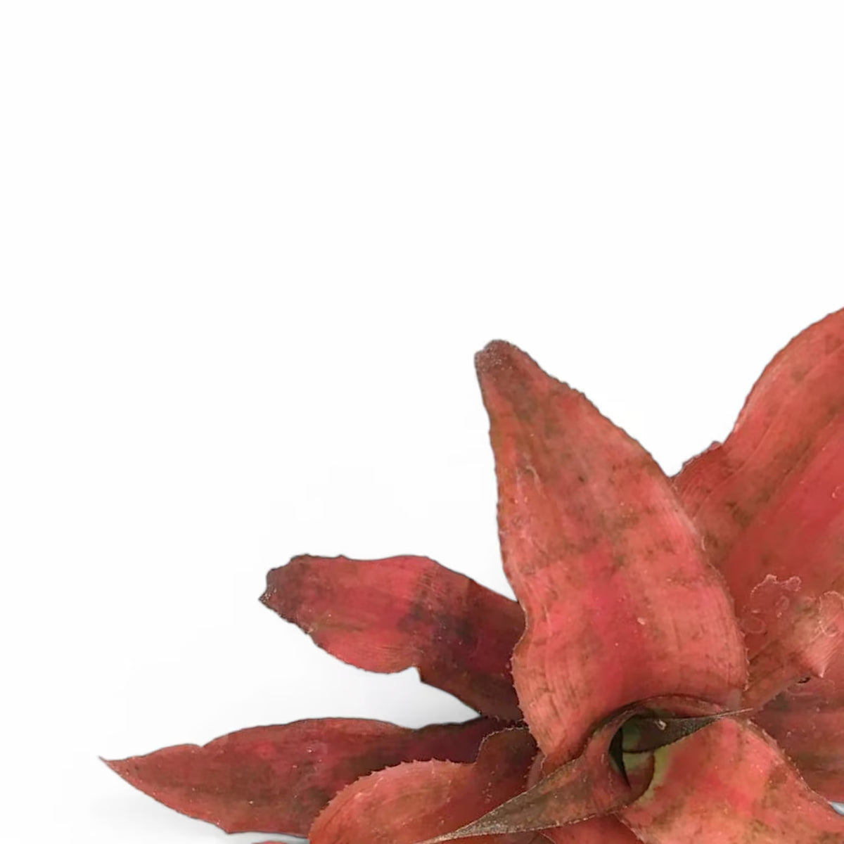Cryptanthus ‘Strawberries Flambe’ leaf close-up on white background.