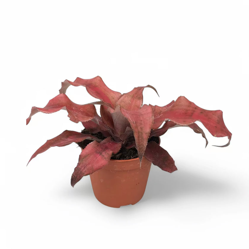 Cryptanthus ‘Strawberries Flambe’ potted plant in nursery pot on white background.