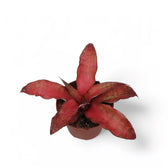 Cryptanthus ‘Strawberries Flambe’ potted plant in nursery pot on white background.