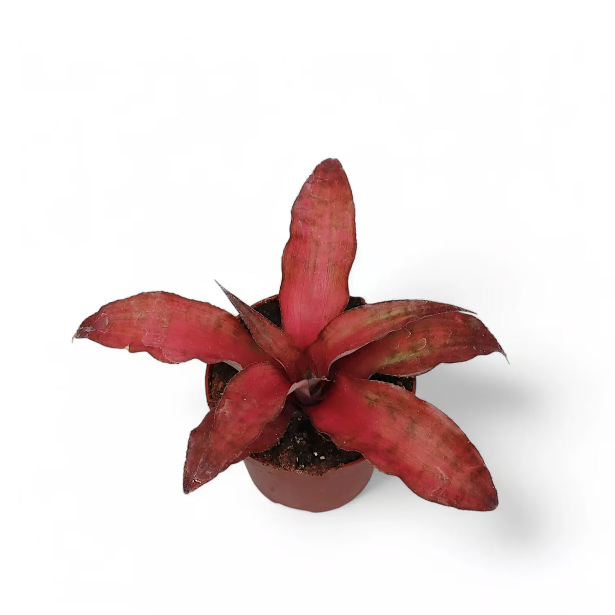 Cryptanthus ‘Strawberries Flambe’ potted plant in nursery pot on white background.