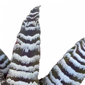 Cryptanthus zonatus leaf close-up on white background.