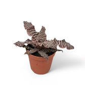 Cryptanthus zonatus potted plant in nursery pot on white background.