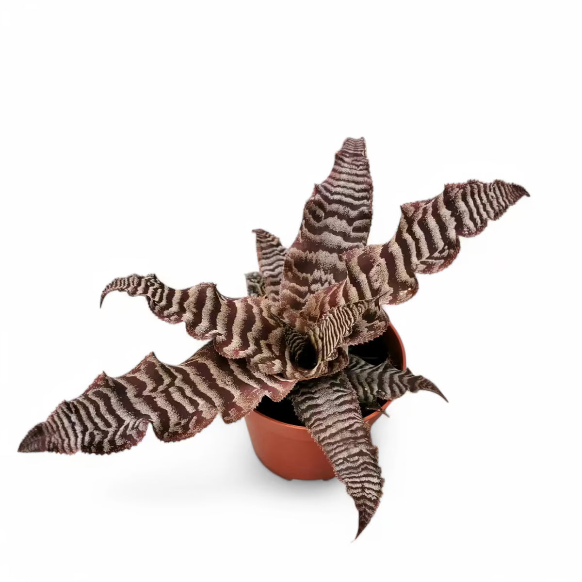 Cryptanthus zonatus potted plant in nursery pot on white background.