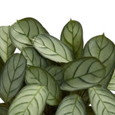 Close-up of Ctenanthe 'Amagris' grey-green leaves with fine dark veins and green margins