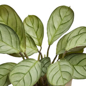 Close-up of narrow grey-green Ctenanthe 'Amagris' leaves with fine dark veining