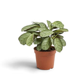 Ctenanthe 'Amagris' with compact grey-green leaves and fine dark veins in a nursery pot