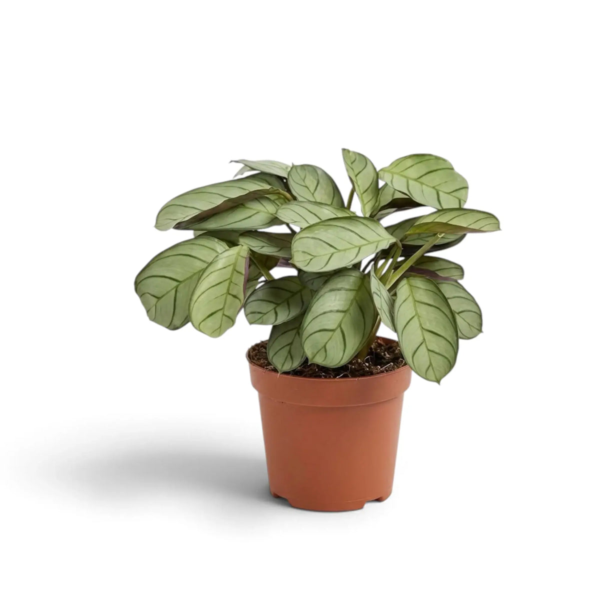 Ctenanthe 'Amagris' with compact grey-green leaves and fine dark veins in a nursery pot